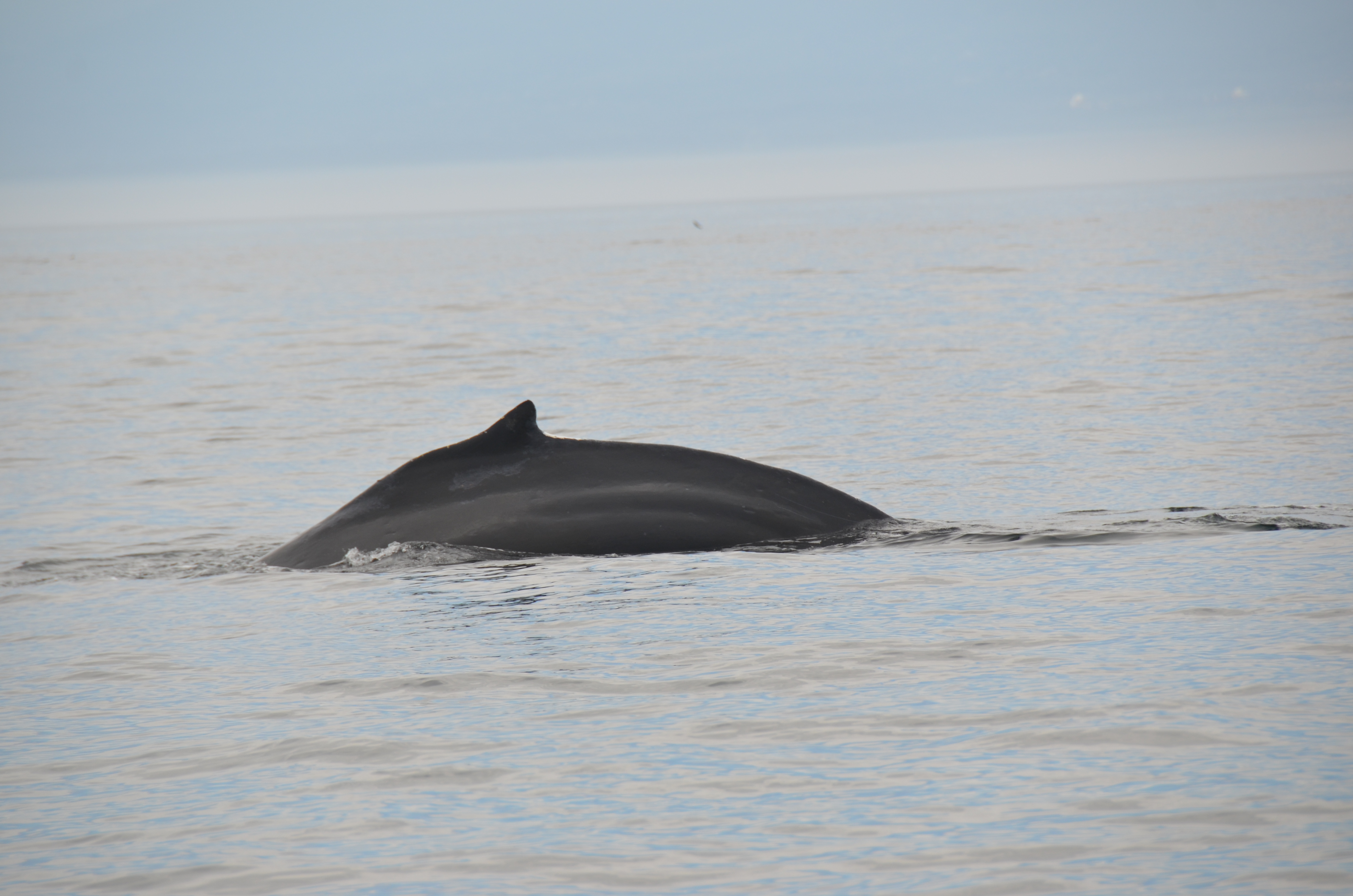 photos/wildlife/Mammal_Species/Humpback Whale/DSC_0015.JPG